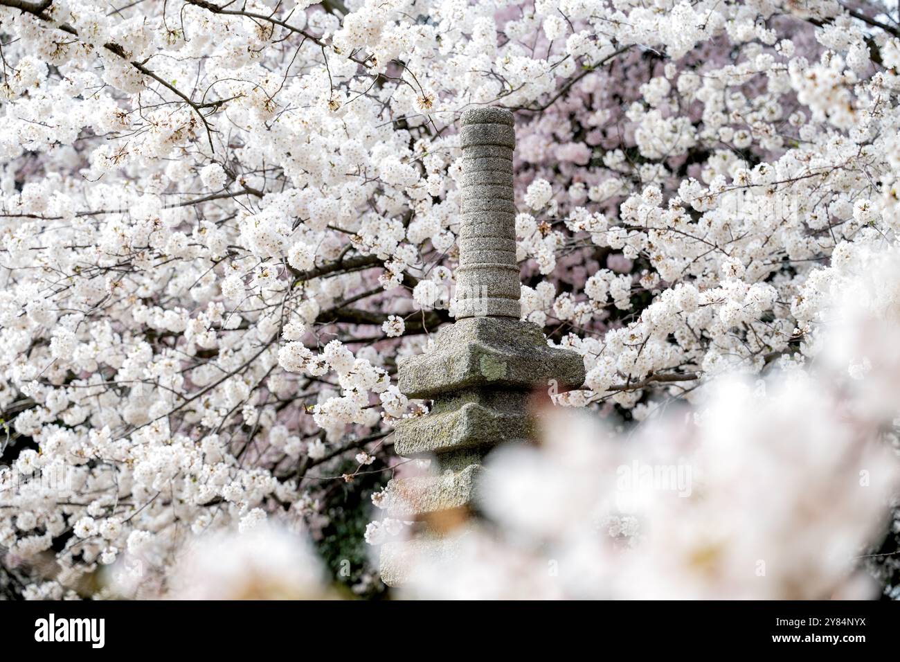 WASHINGTON DC, Stati Uniti - i ciliegi in piena fioritura circondano la pagoda giapponese presso il bacino delle maree a Washington DC. La pagoda di pietra, un dono della città di Yokohama nel 1957, è un simbolo di amicizia tra Giappone e Stati Uniti. Questa pittoresca scena, con la pagoda incorniciata da ciliegi Yoshino in fiore, è un momento culminante del National Cherry Blossom Festival, che attrae visitatori da tutto il mondo. Foto Stock