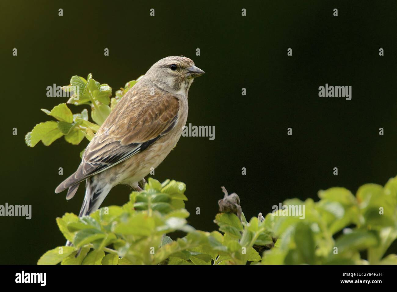 Linnet comune (Carduelis cannabina) Foto Stock