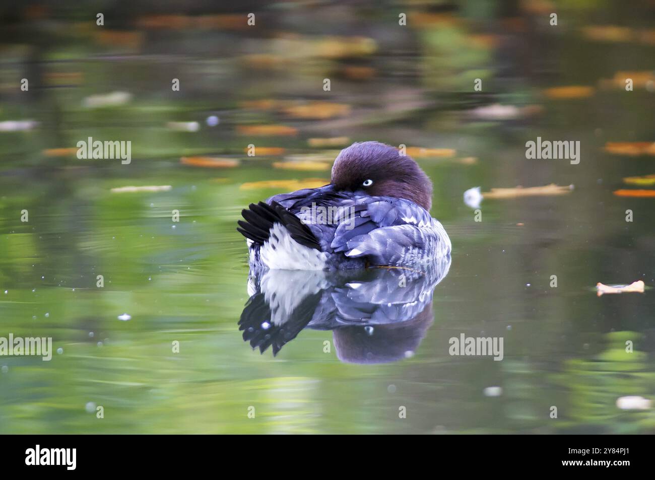 Goldeneye riposante. Dormiente occhio d'oro Foto Stock