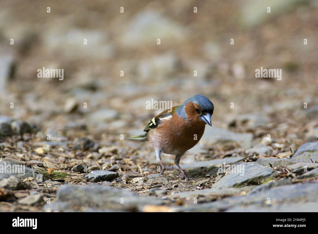 Maschio Common Chaffinch in cerca di cibo. Maschio comune Chaffinch alla ricerca di cibo Foto Stock