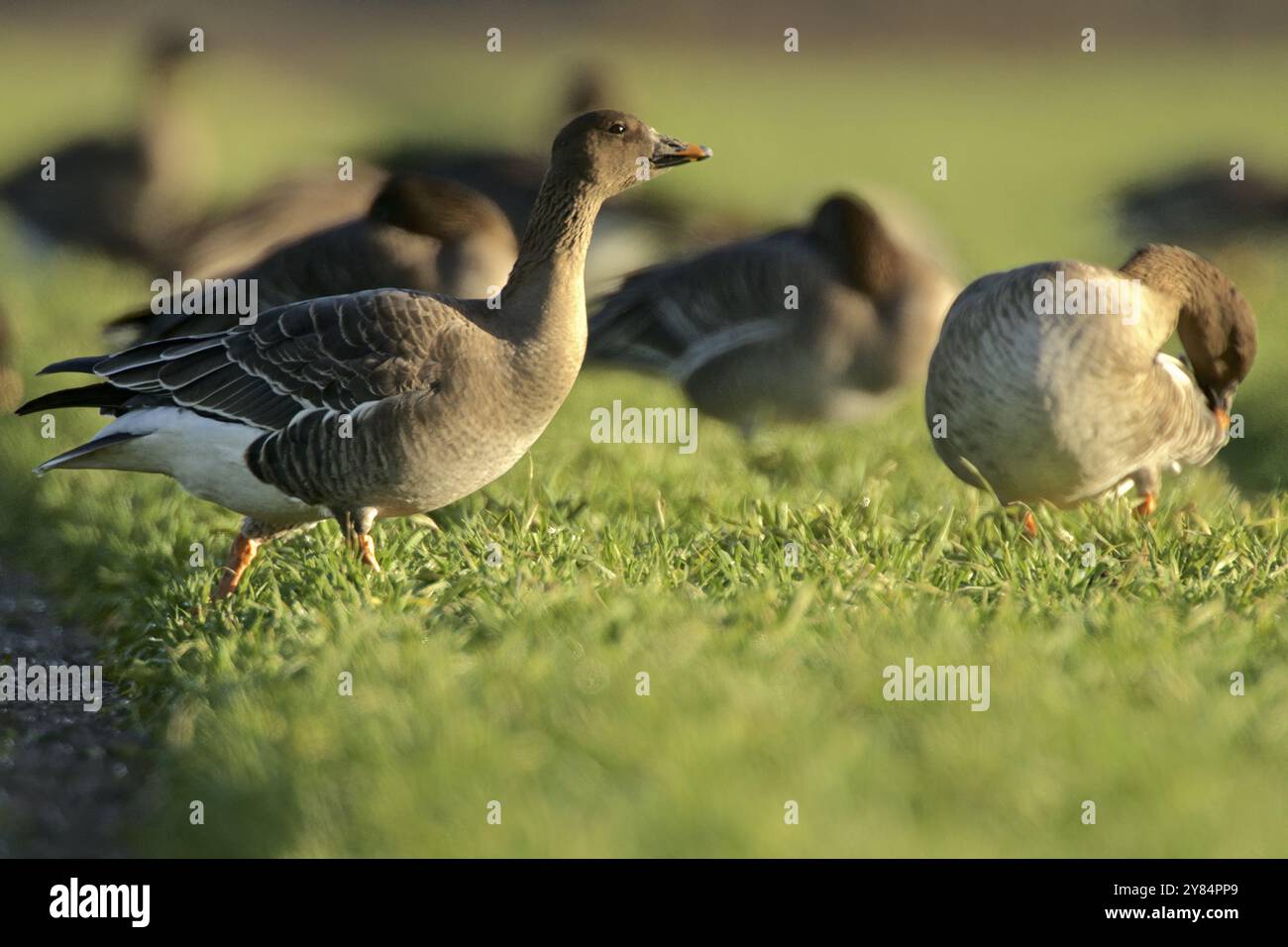 Bean Goose nel basso Reno Foto Stock