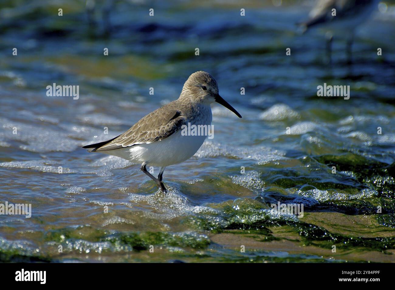 Corridore alpino vicino a Bergen aan Zee, NL. Dunlin sulla spiaggia in Olanda, Bergen aan Zee Foto Stock