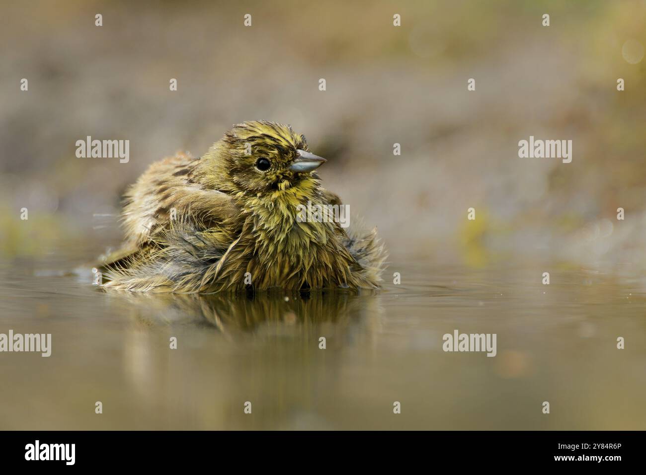 Bagno di Yellowhammer. Yellowhammer fa un bagno Foto Stock