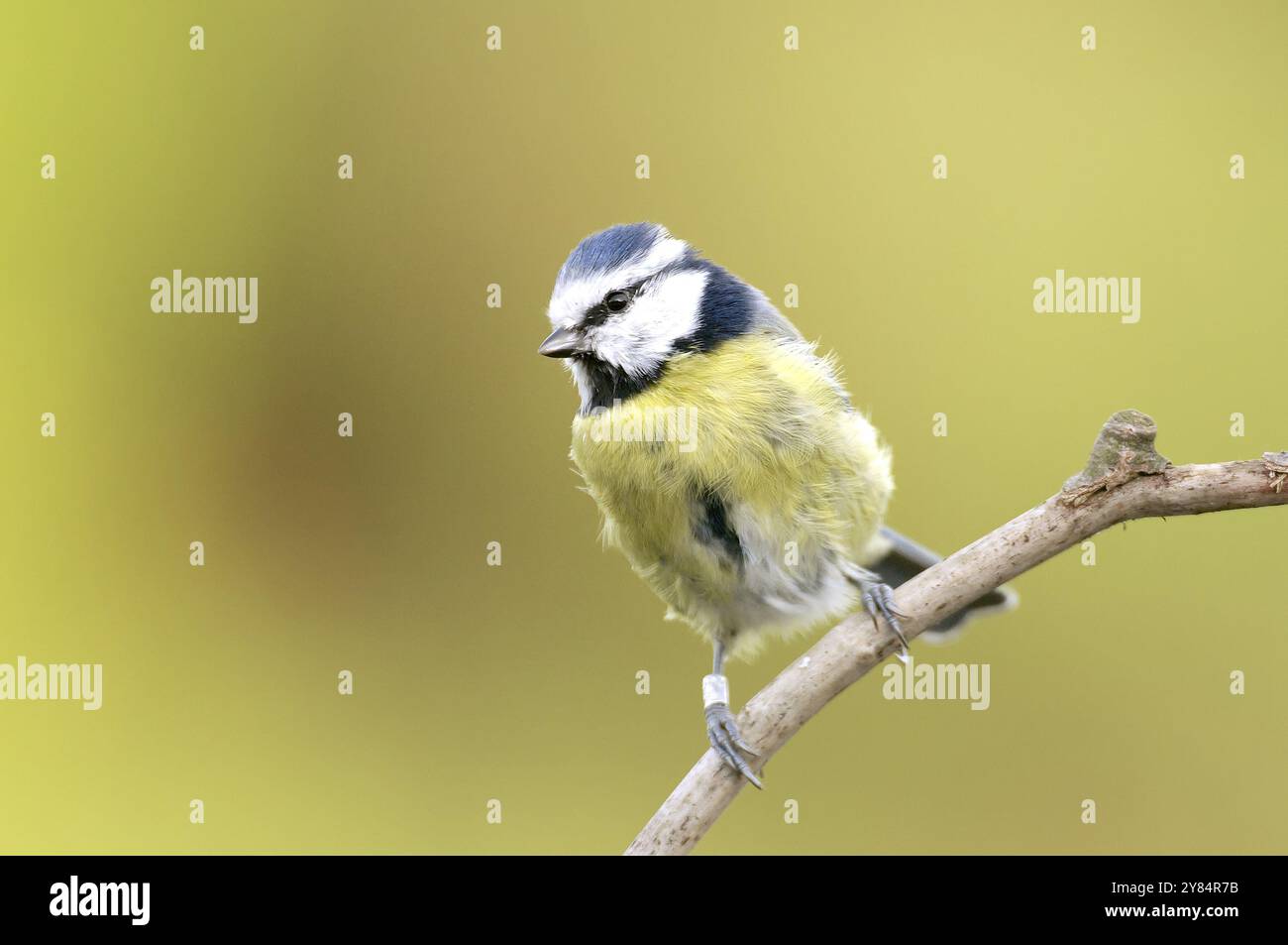 Tit blu sul pesce persico Foto Stock