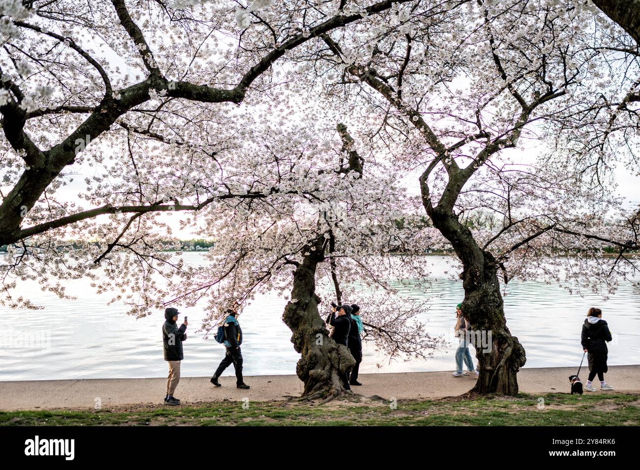 WASHINGTON DC - i visitatori camminano sotto i ciliegi Yoshino in piena fioritura lungo il sentiero del bacino delle maree. La fioritura primaverile di questi alberi, un dono del Giappone nel 1912, è al centro dell'annuale National Cherry Blossom Festival. Foto Stock