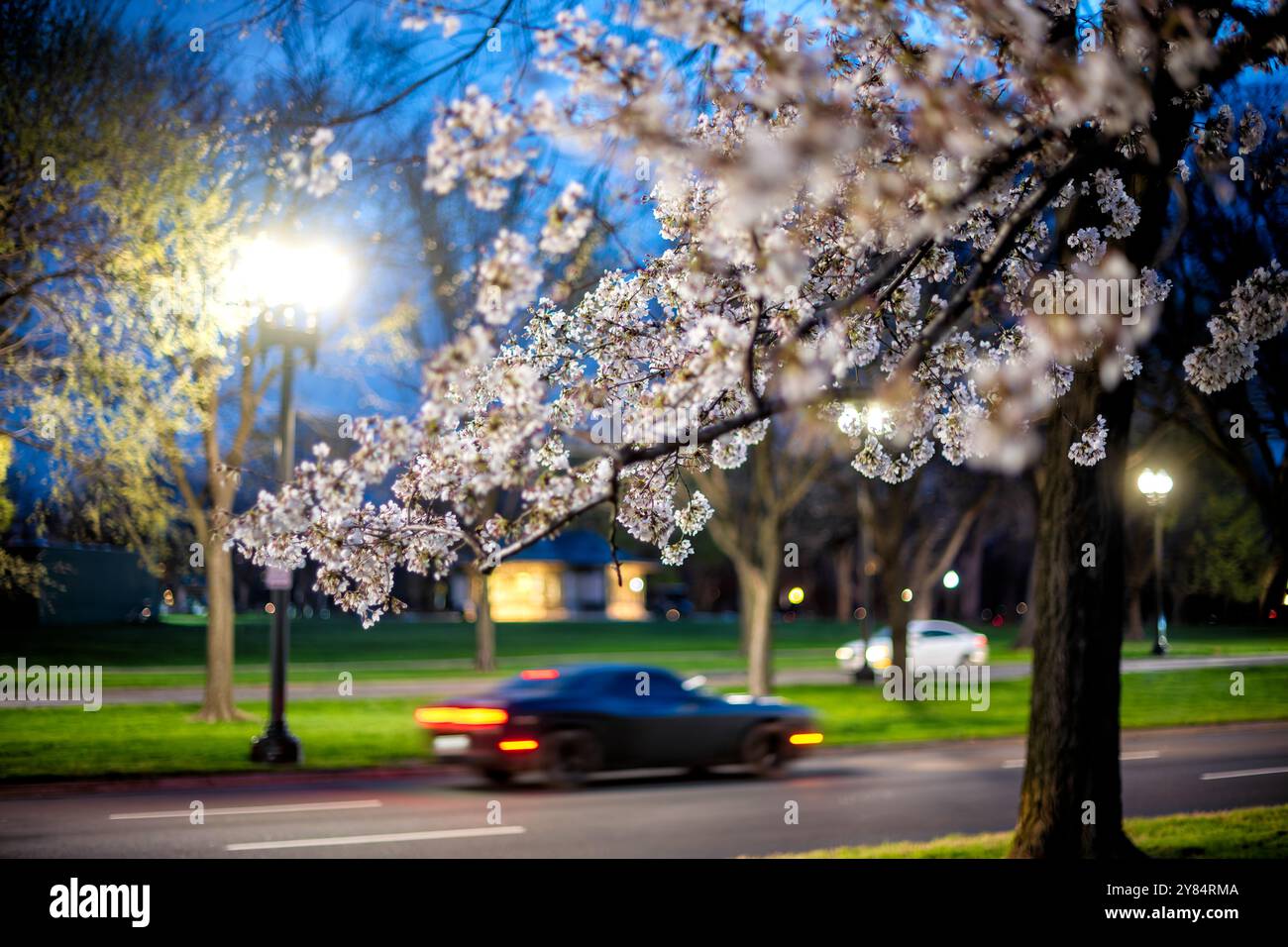 WASHINGTON DC - le auto viaggiano su Independence Avenue vicino al West Potomac Park nelle ore precedenti l'alba, con i ciliegi in fiore in primo piano. La fioritura annuale dei ciliegi, donata dal Giappone nel 1912, attira migliaia di visitatori nella zona ogni primavera e offre un pittoresco contrasto con il traffico della città di prima mattina. Foto Stock