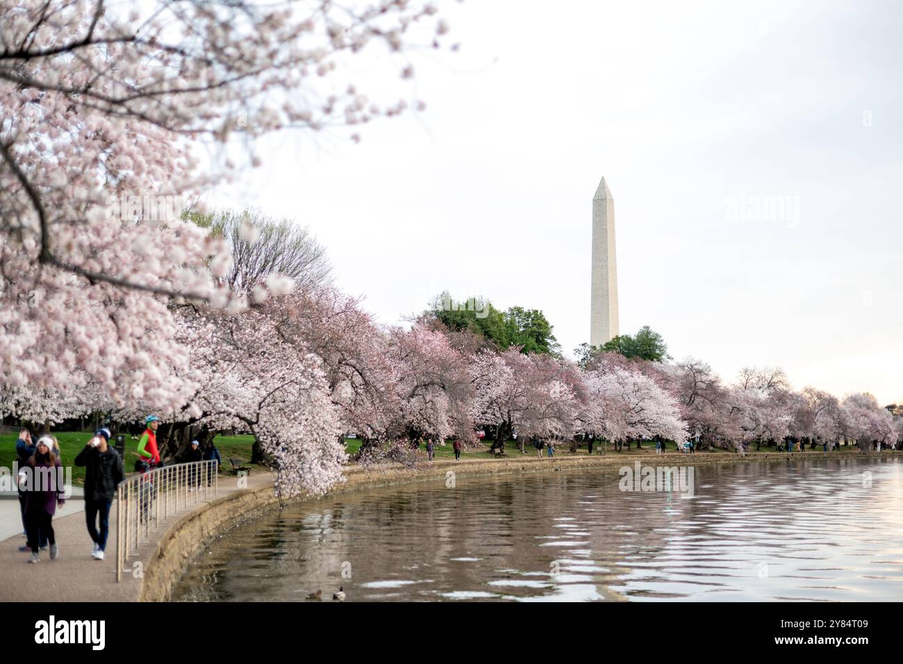 WASHINGTON DC - i fiori di ciliegio Yoshino fioriscono lungo il passaggio pedonale del bacino delle maree, con il monumento a Washington visibile sullo sfondo. Questi alberi fioriti, originariamente un dono del Giappone nel 1912, sono l'attrazione principale dell'annuale National Cherry Blossom Festival. Foto Stock