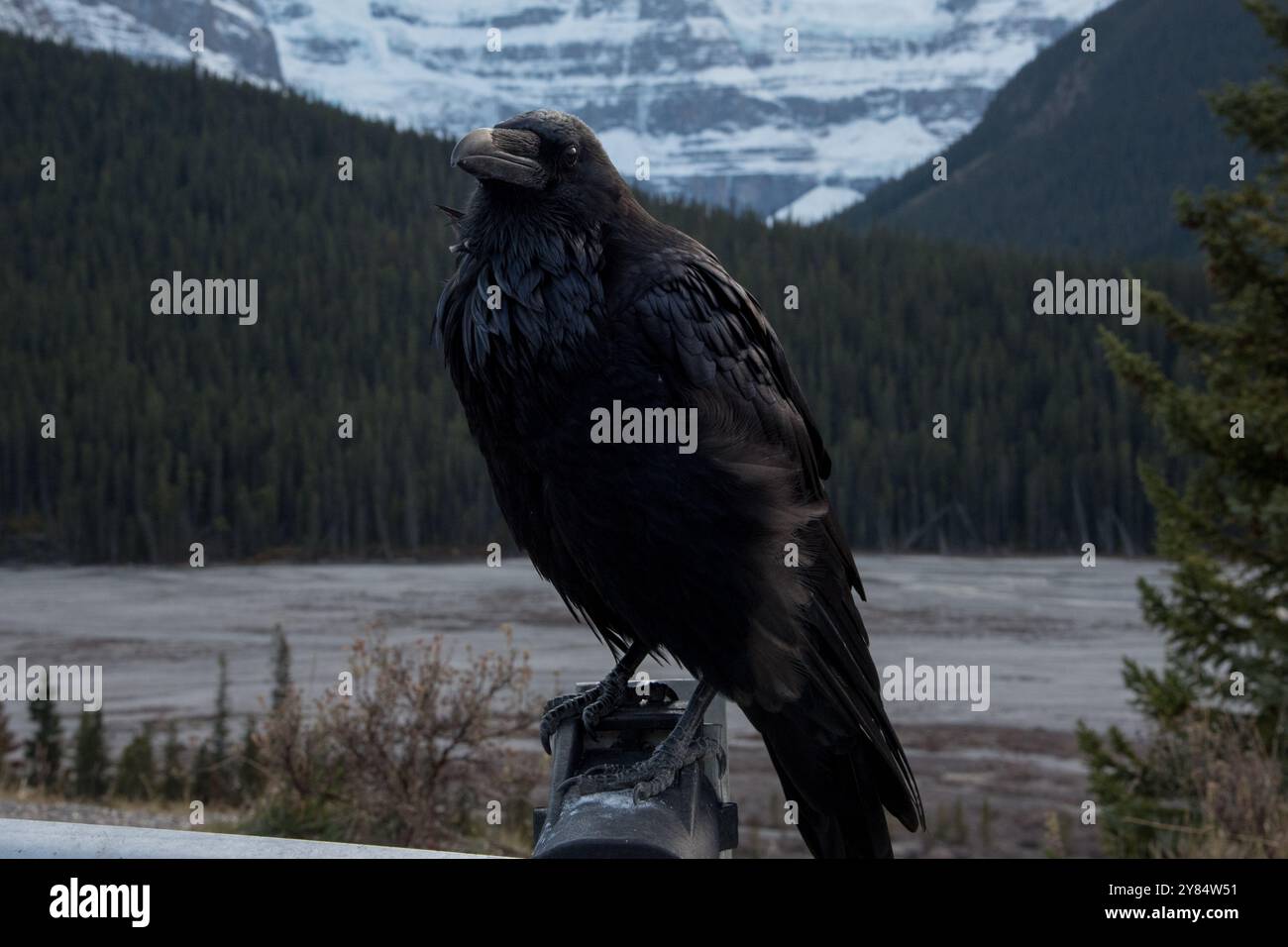 Common Raven seduto a lato della Icefields Parkway nelle Montagne Rocciose canadesi nel Jasper National Park in Alberta in Canada Foto Stock