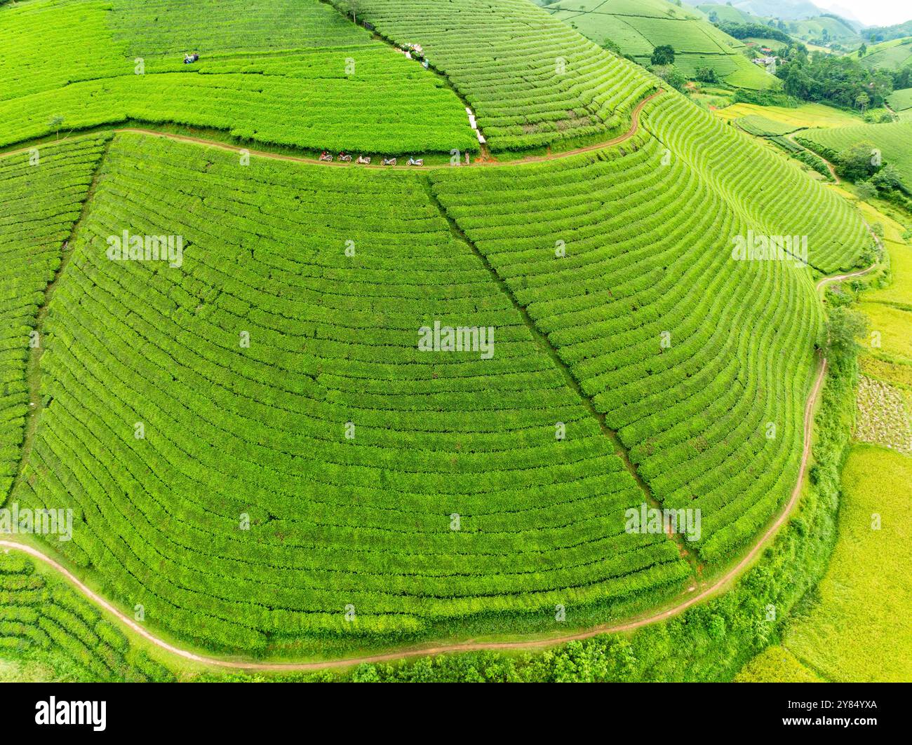 Vista ad alto angolo file di piantagione di tè crescente sulle montagne di Long Coc, provincia di Phu Tho, struttura di foglie di tè verde nel nord del Vietnam Foto Stock