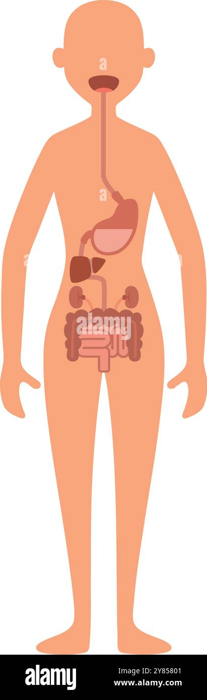 Apparato digerente nel corpo femminile. Anatomia del tratto gastrointestinale Illustrazione Vettoriale