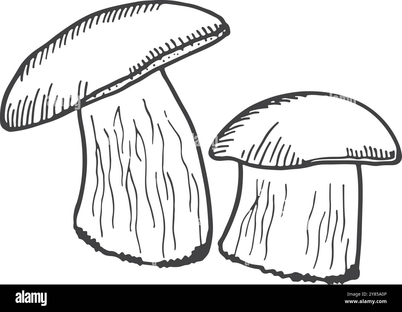 Doodle di funghi porcini. Icona del fungo della foresta commestibile Illustrazione Vettoriale