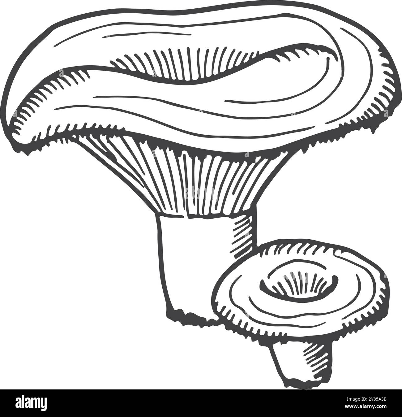 Fungo Russula. Simbolo della natura forestale. Fungo fresco Illustrazione Vettoriale