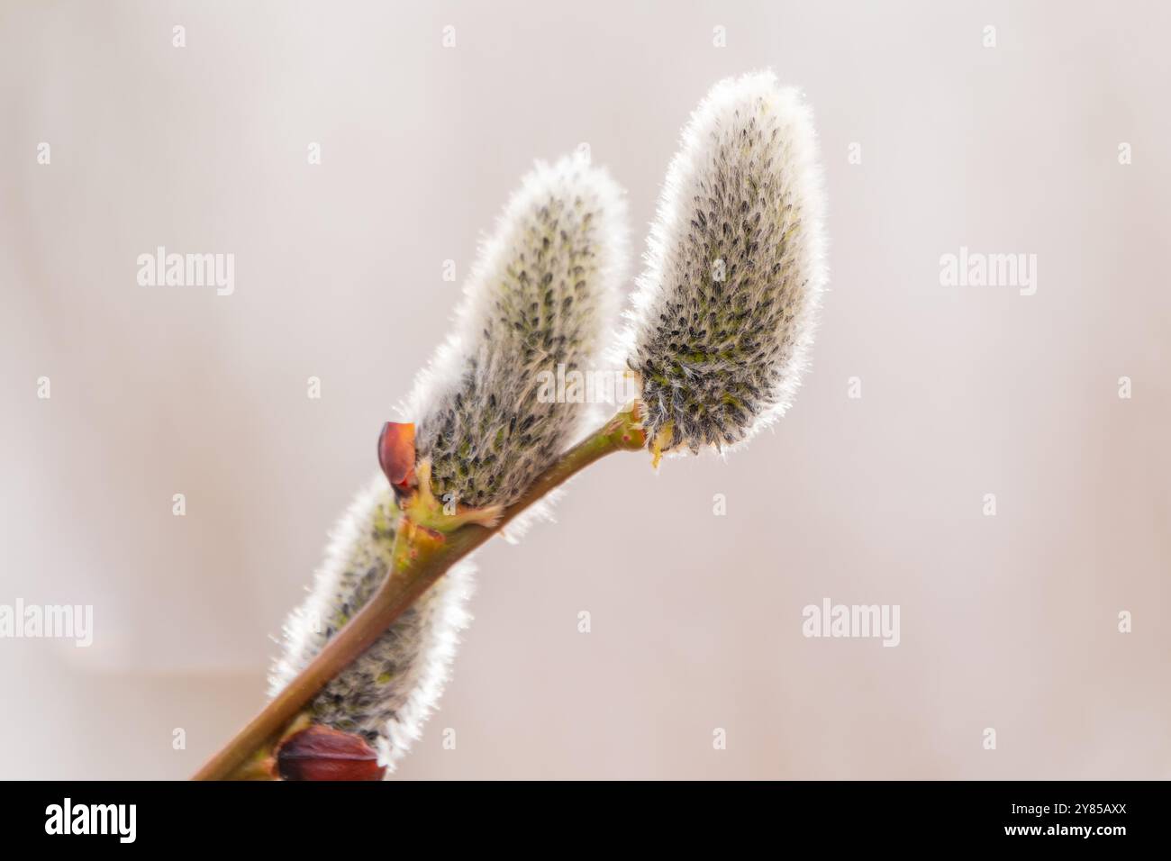 La natura si sveglia in primavera. Ramoscelli di salice in fiore e peluche, i cosiddetti foche o gatti. Domenica delle palme. Salice Holly, Salix caprea Foto Stock