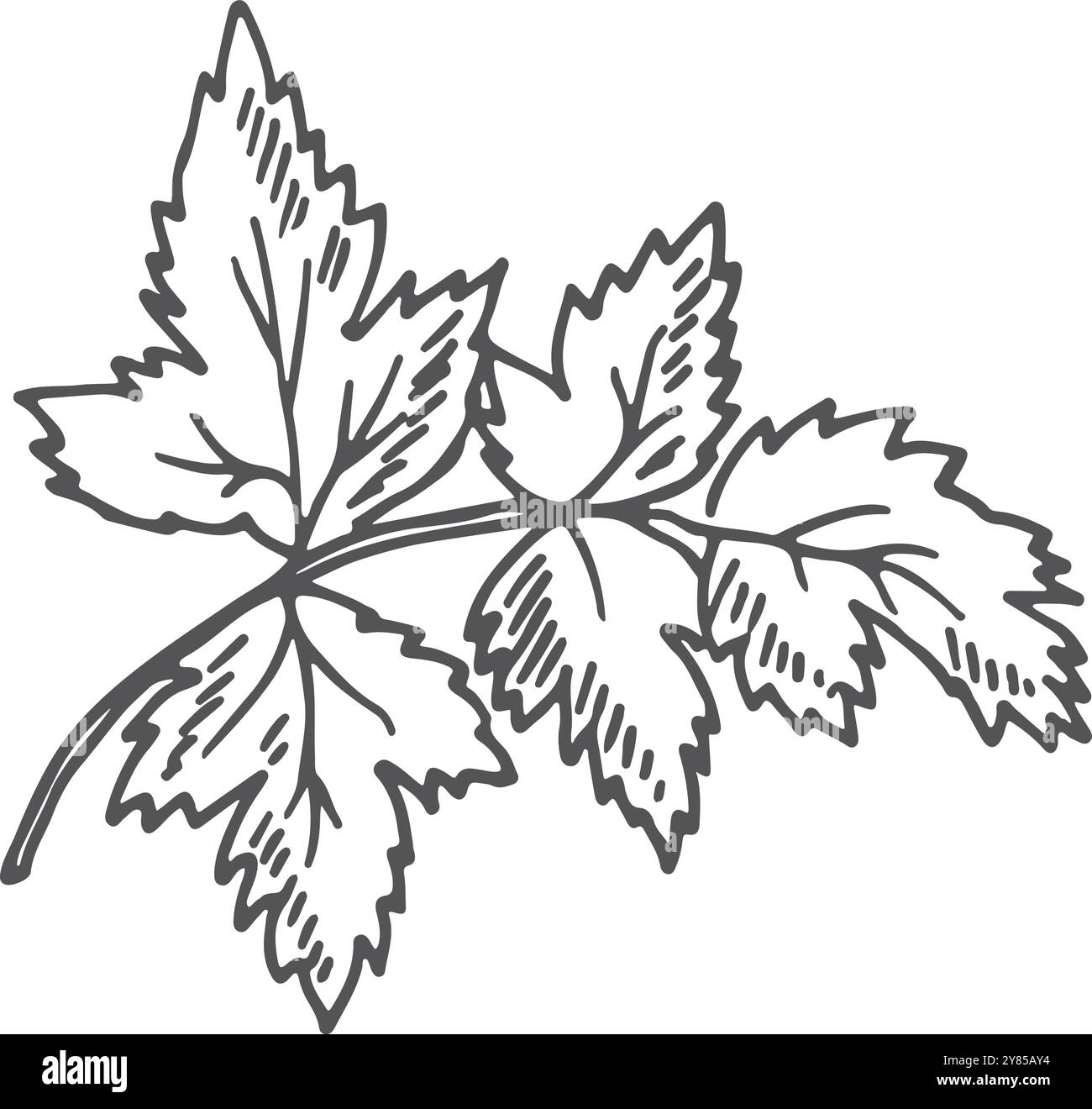 Doodle con foglie di prezzemolo. Disegno degli ingredienti per la cottura degli alimenti Illustrazione Vettoriale