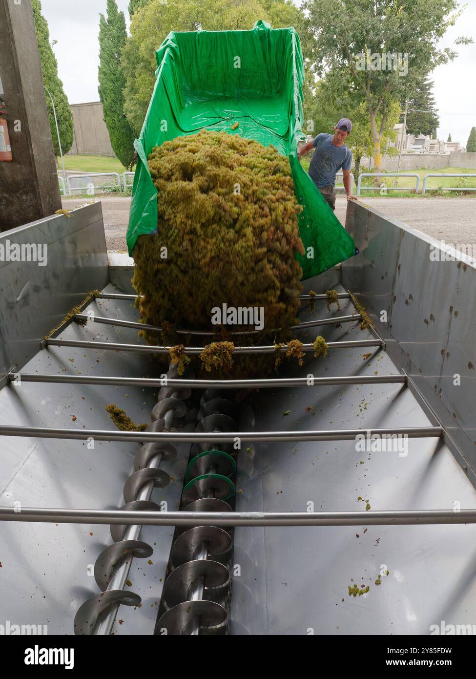 Le uve vengono scaricate presso una cantina cooperativa che produce vino da uve fornite dagli agricoltori locali. Montefiascone. 2 ottobre 2024 Foto Stock