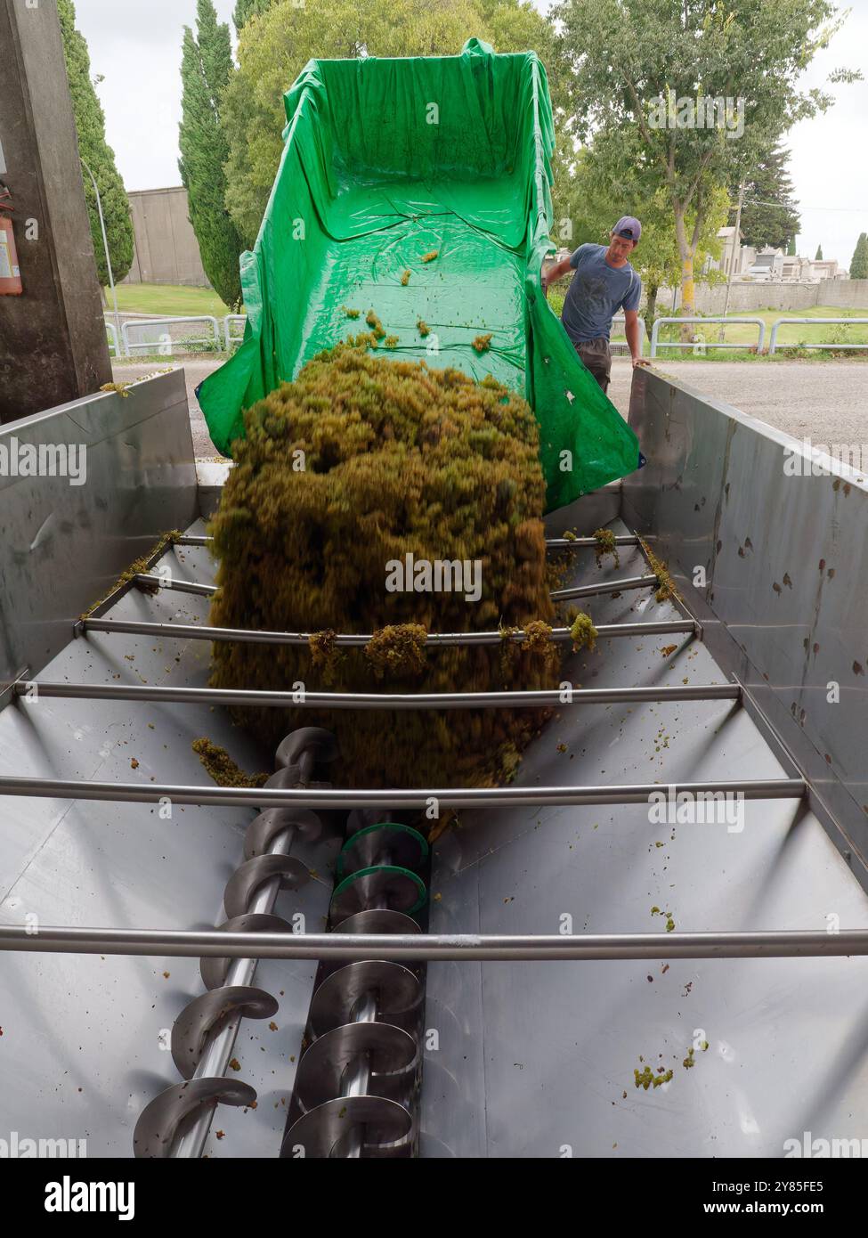 Le uve vengono scaricate presso una cantina cooperativa che produce vino da uve fornite dagli agricoltori locali. Montefiascone. 2 ottobre 2024 Foto Stock