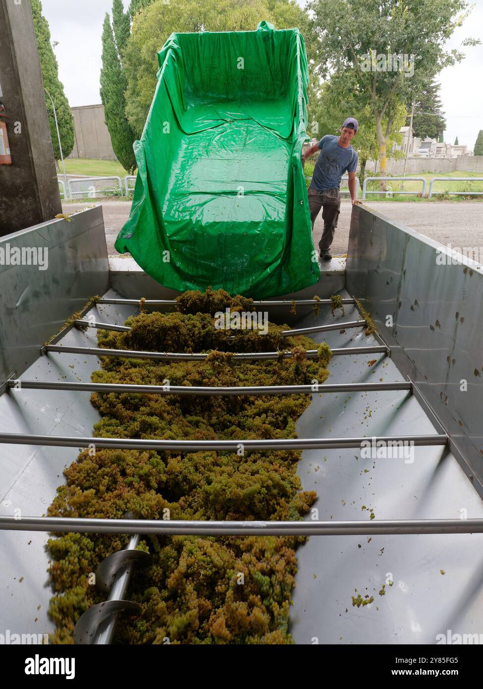 Le uve vengono scaricate presso una cantina cooperativa che produce vino da uve fornite dagli agricoltori locali. Montefiascone. 2 ottobre 2024 Foto Stock