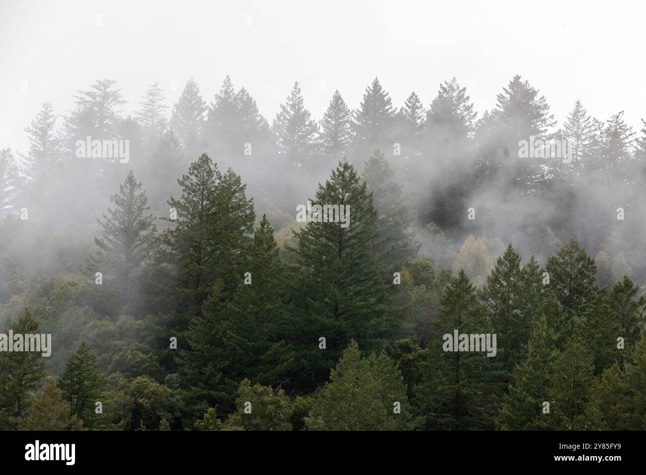 Foresta di Foggy a Long Ridge Open Space Preserve, Santa Cruz Mountains, California. Foto Stock