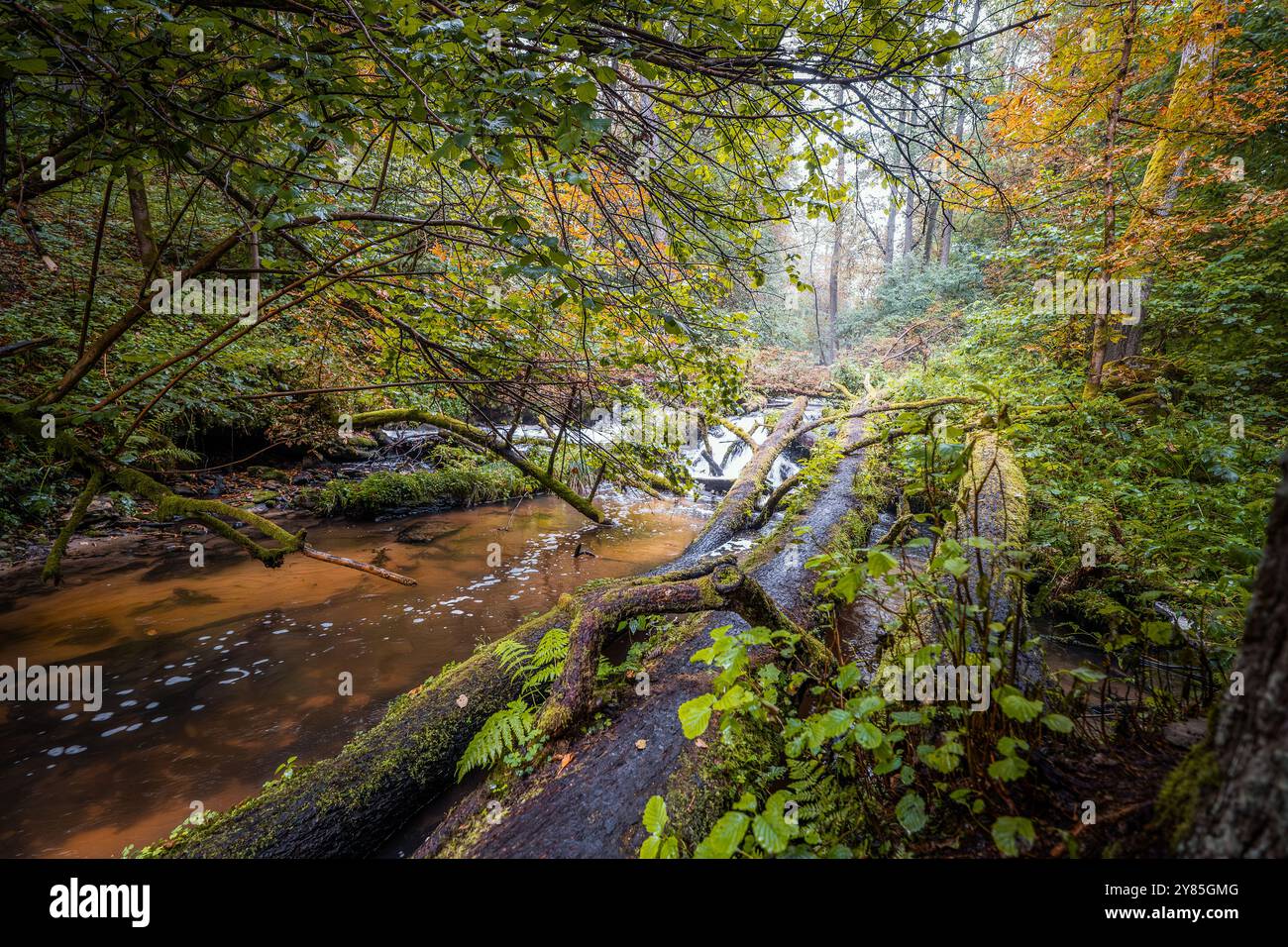 Una foresta magica pochi istanti dopo la pioggia. Colori autunnali degli alberi. Una passerella lungo il fiume. Una foresta densa, selvaggia, bella. Czartowe Pole Nature R. Foto Stock