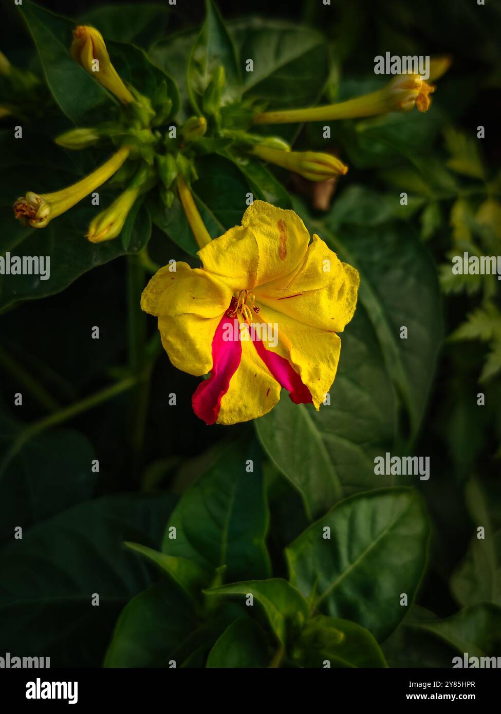 Strisce rosa Foto Stock