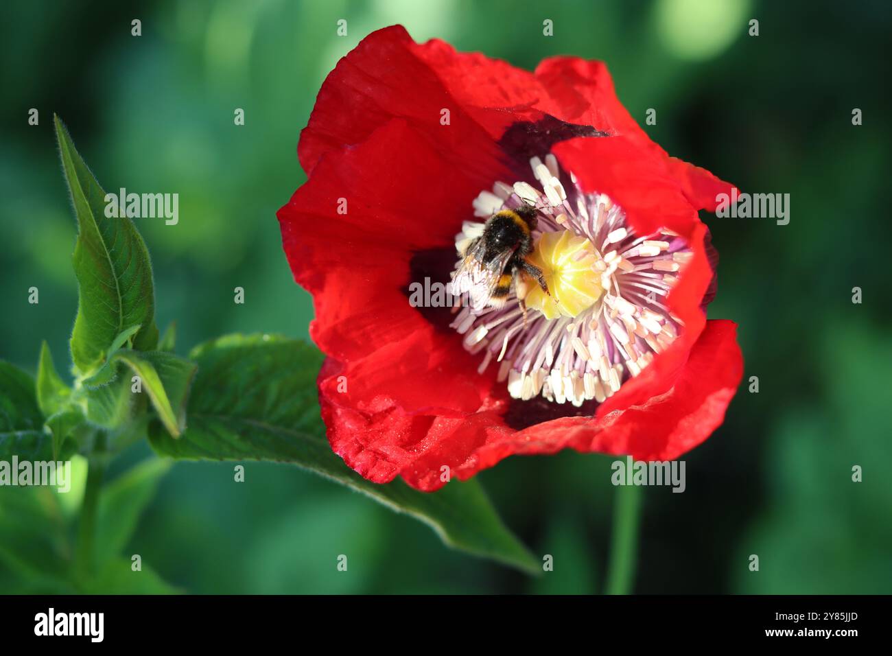 Primo piano di un papavero rosso brillante sotto il sole con un bumblebee Foto Stock