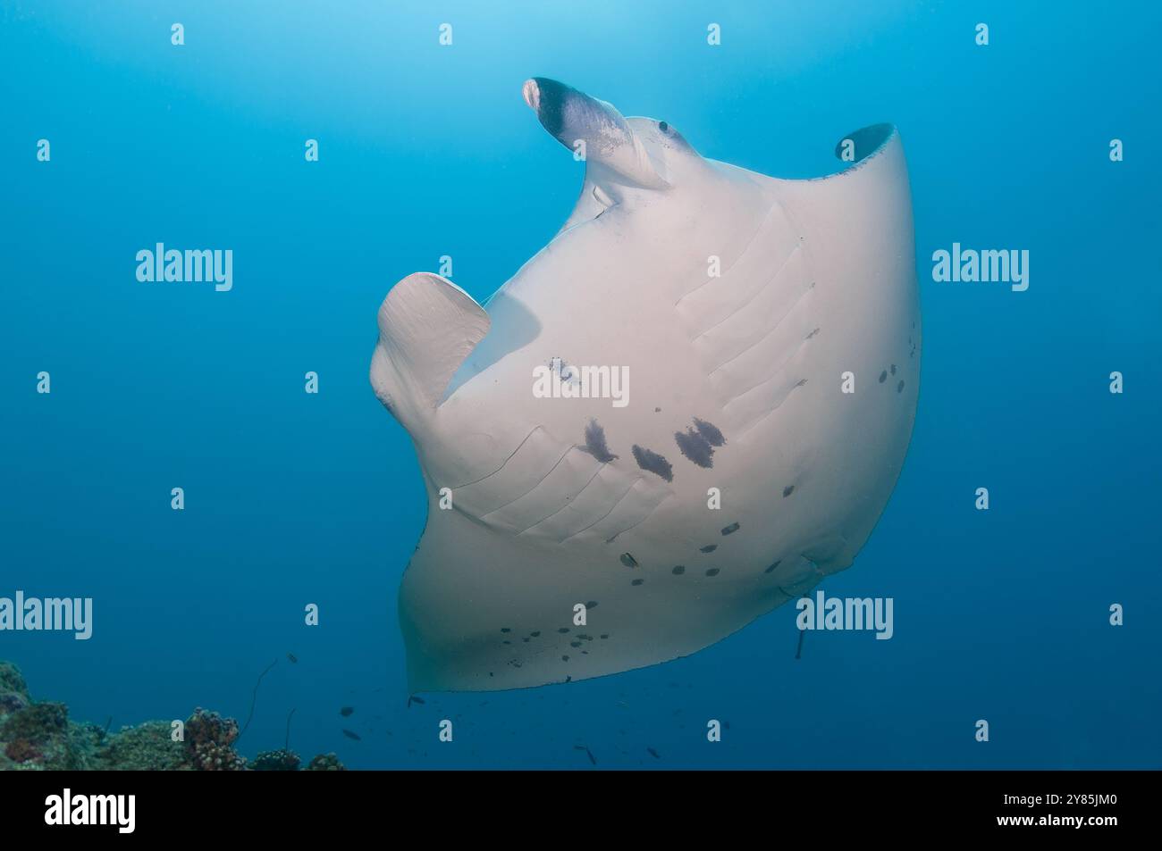 La manta della barriera corallina che mostra la sua superficie ventrale nuota sulla telecamera Foto Stock