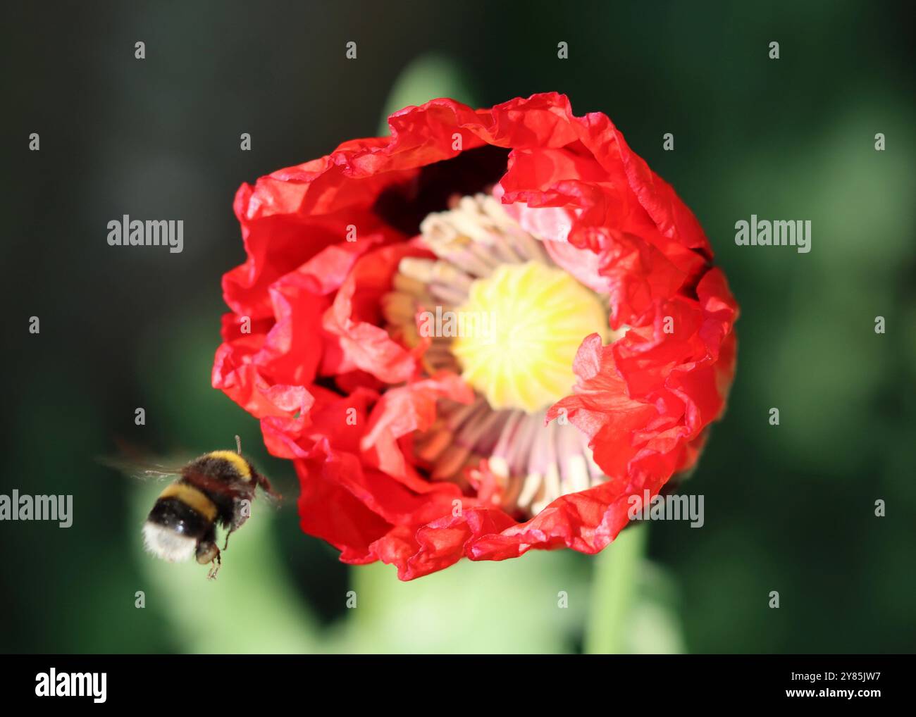 Primo piano di un papavero rosso brillante sotto il sole con un bumblebee Foto Stock