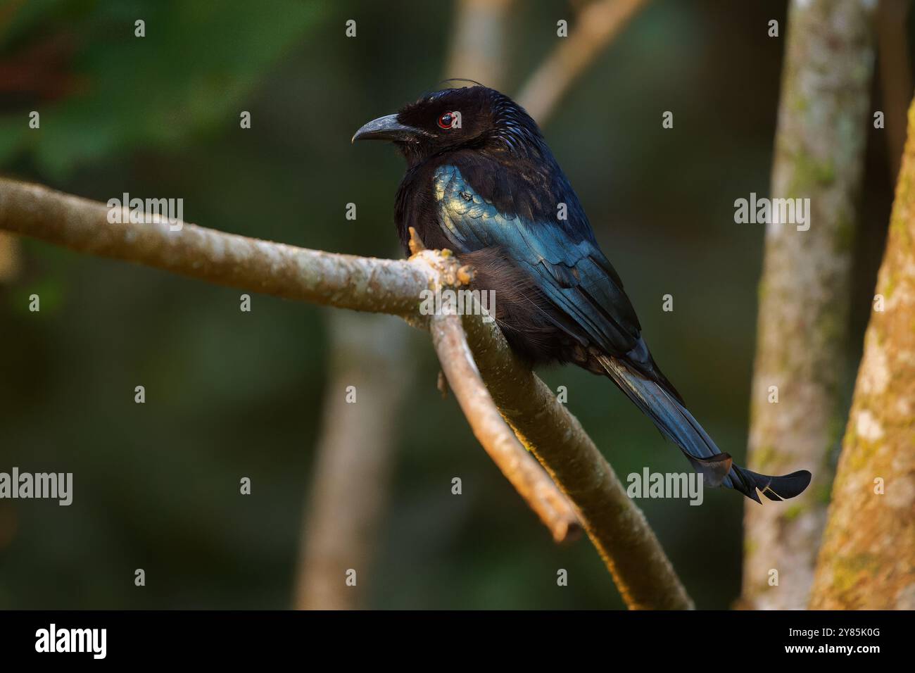 Il drongo Dicrurus hottentottus (bracteatus) è un uccello asiatico dei Dicruridae, originario del Bangladesh, dell'India, e del Bhutan in Cina, Indonesia, e. Foto Stock