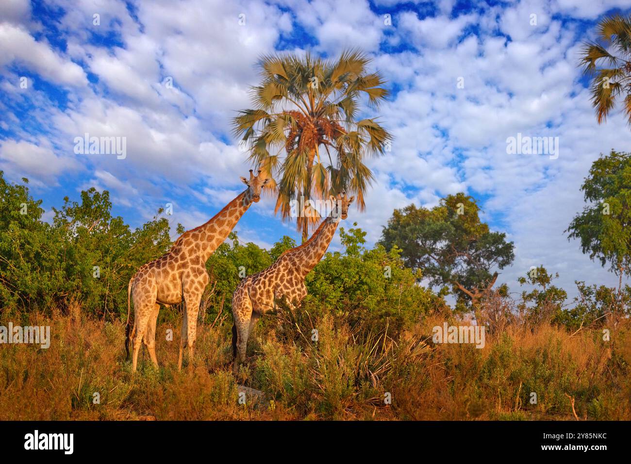 Giraffa nella foresta, luce serale, cielo blu con nuvole bianche. Silhouette idilliaca di giraffa con cielo blu della sera, Botswana, Africa. La scena della fauna selvatica Foto Stock