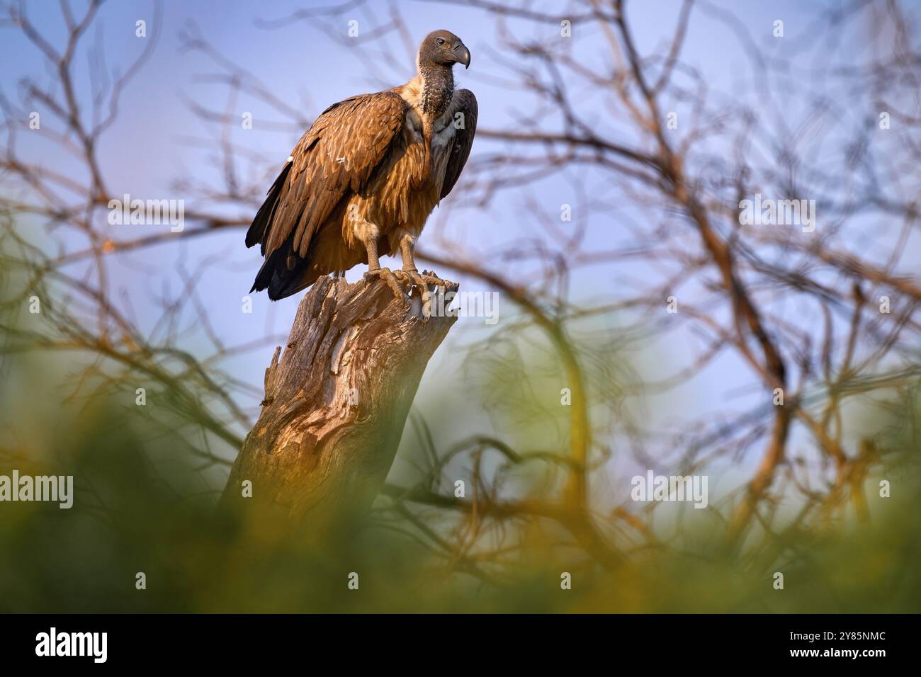 Avvoltoi con carcassa di toro. Avvoltoio bianco, Gips africanus, nell'habitat naturale. Gruppo di uccelli con catture. Delta di Okavango, Botswana in Africa. De Foto Stock