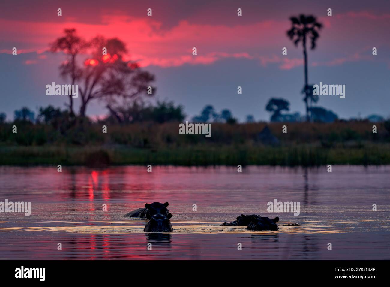 Ippopotamo tramonto viola rosa in acqua, crepuscolo nel delta dell'Okavango. Ippopotamo dal Botswana in Africa. Paesaggio di palme in Africa, lago con animali. NA Foto Stock