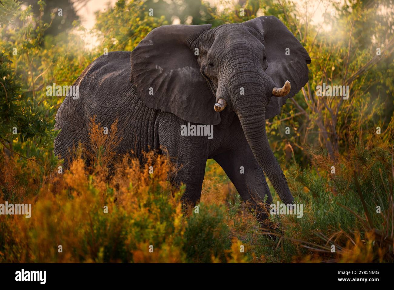 Scena magica della fauna selvatica in Africa giorno buio nella natura. Ramo dell'albero di alimentazione degli elefanti. Foresta del fiume Khwai con elefanti, Botswana. Elefante in Africa. Grande Foto Stock