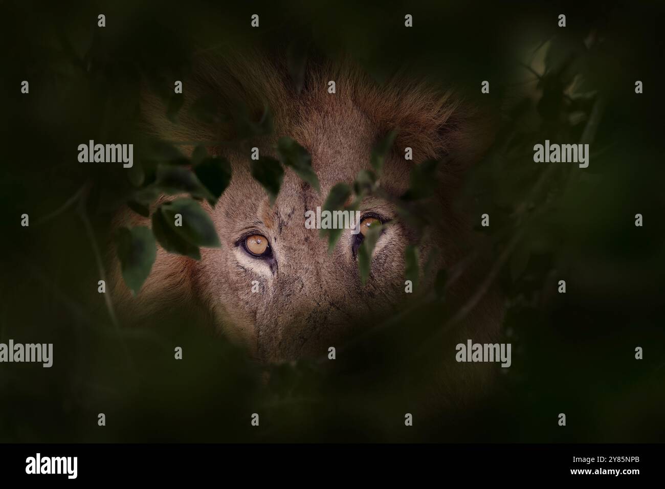 Maschio di leone di criniera nascosto nella vegetazione verde scuro della foresta. Pericolo grande gatto con occhi gialli nell'habitat naturale, fiume Khwai, Botswana in AF Foto Stock