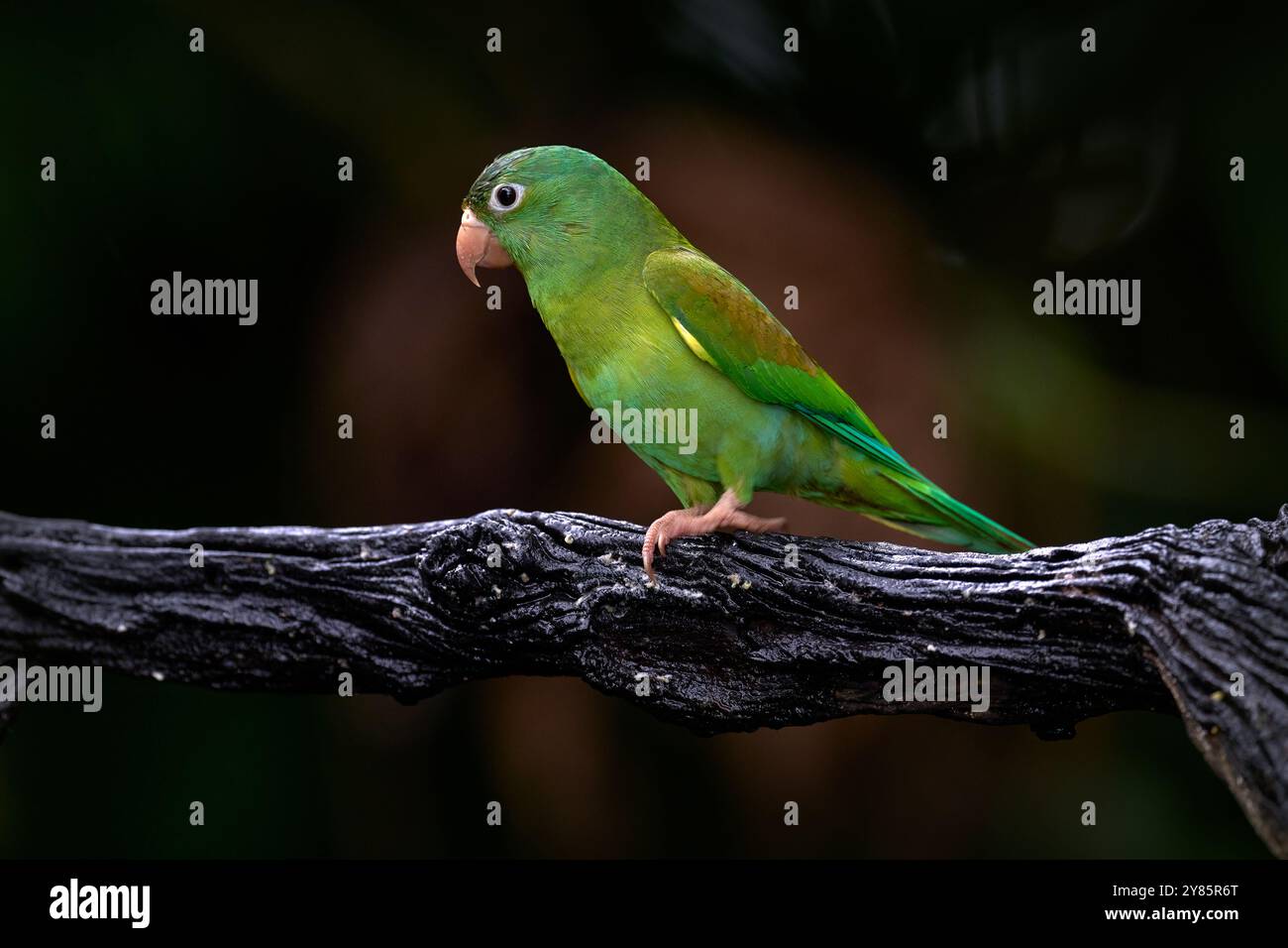 Paracadutismo con pappagalli arancioni, Brotogeris jugularis, pappagalli verdi, seduti sulla diramazione, Costa Rica. Flora e fauna selvatiche nell'Amerca centrale. Uccello nell'habita Foto Stock