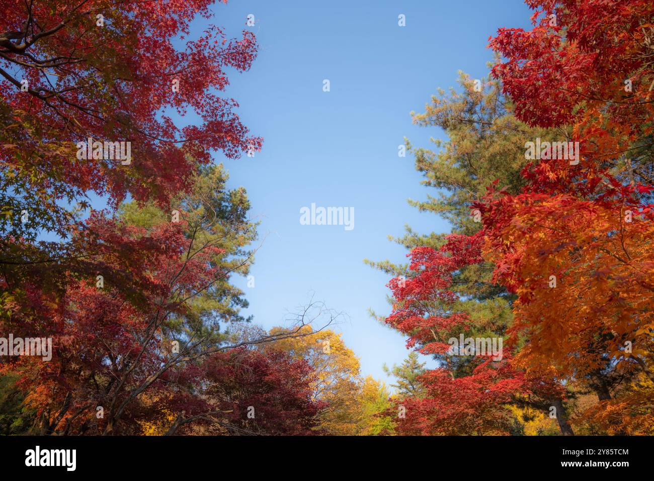 Una vivace scena autunnale a Yeoncheon, che mostra foglie rosse e arancioni luminose sotto un cielo azzurro. Il contrasto dei colori crea un vivace Foto Stock