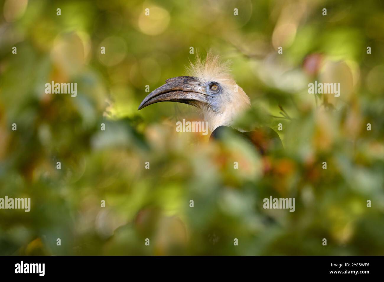 Ritratto dell'uccello Hornbill coronato da bianco, Berenicornis comatus, nell'oscuro habitat tropicale della giungla. Uccello con cresta bianca seduto nel ramo, piccolo Foto Stock