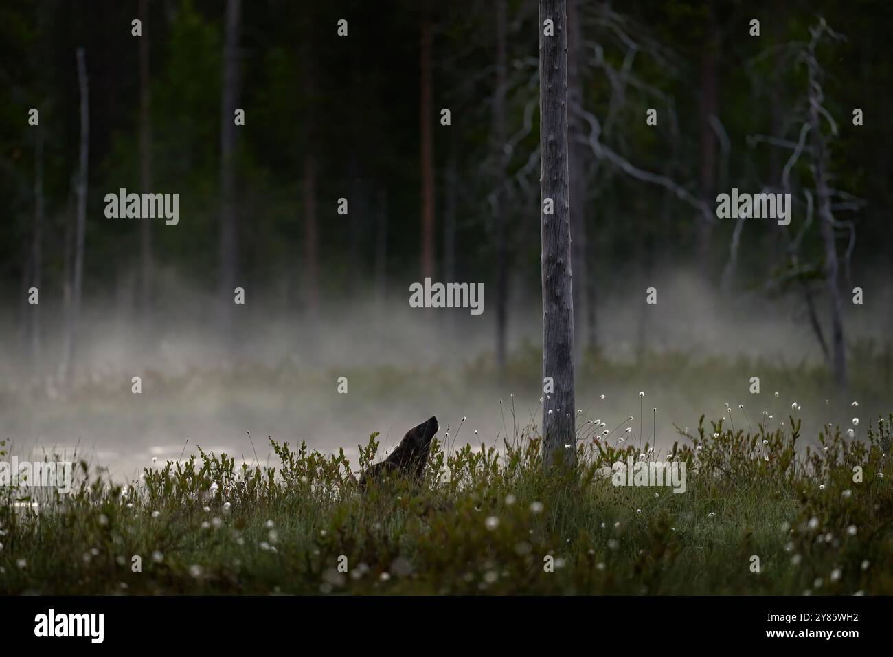 Mattina della nebbia con wolverine. Fauna selvatica finlandese. Wolverine nell'habitat estivo dei laghi della foresta. Animali che corrono nell'erba dorata autunnale. Comportamento Wolverine in HAB Foto Stock