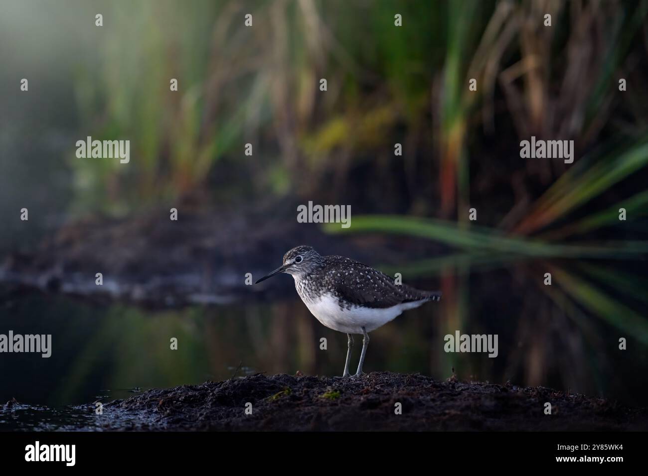 Sandpiper verde, ochropus di Tringa, uccello vicino all'acqua, Kuhmo, Finaland. Sanpiver nel lago forestale, banca con erba, Europa. Uccello maculato bianco grigio Foto Stock