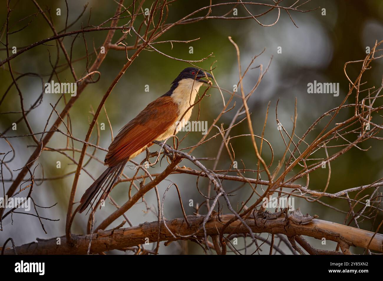 coucal, Centropus cupreicaudus, specie di cucù della famiglia Cuculidae, che siede nell'erba in natura selvaggia. Grande uccello cuccal in Foto Stock