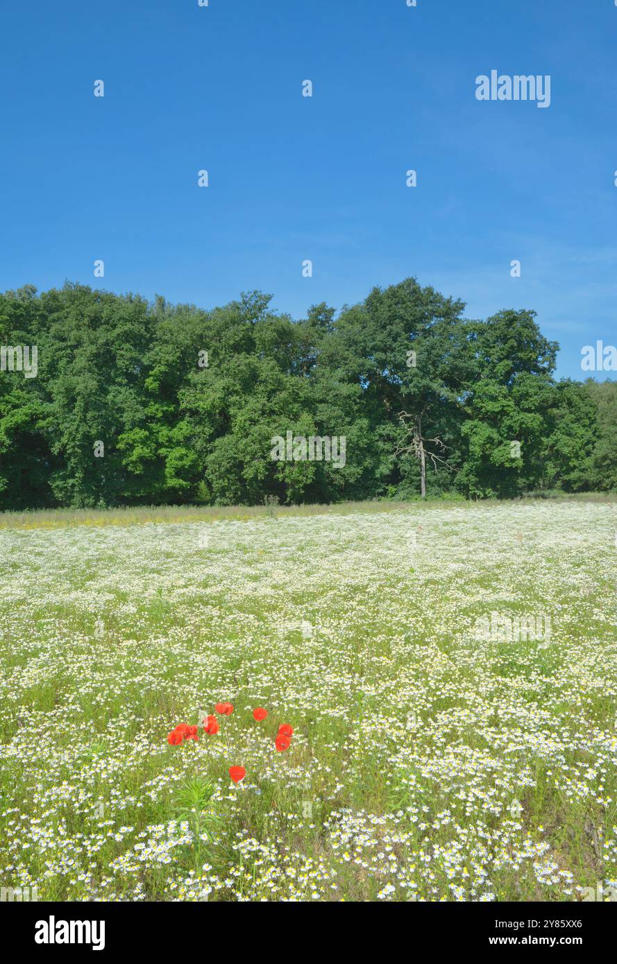 campo con camomilla tedesca resp. Matricaria chamomilla, regione del basso Reno, Germania Foto Stock