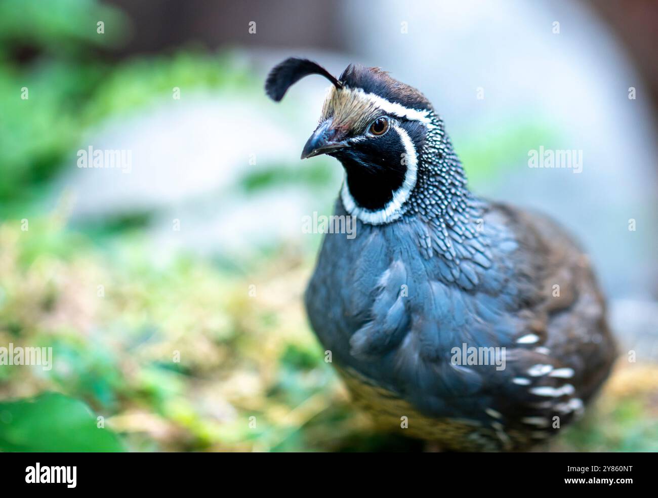 Quaglia della California (Callipepla californica). William L. Finley National Wildlife Refuge, Oregon Foto Stock