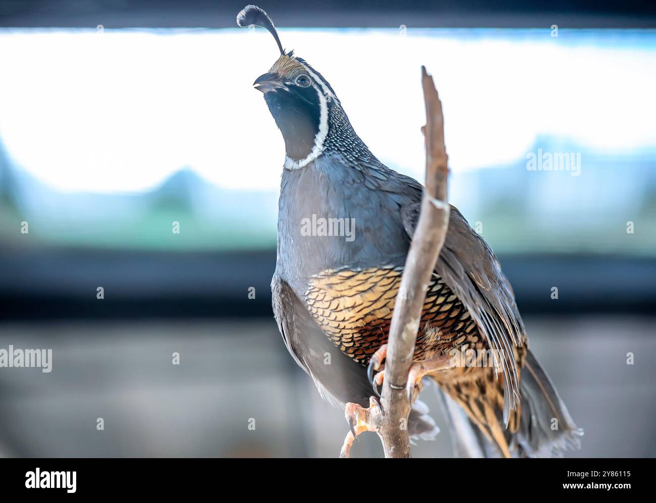 Quaglia della California (Callipepla californica). William L. Finley National Wildlife Refuge, Oregon Foto Stock