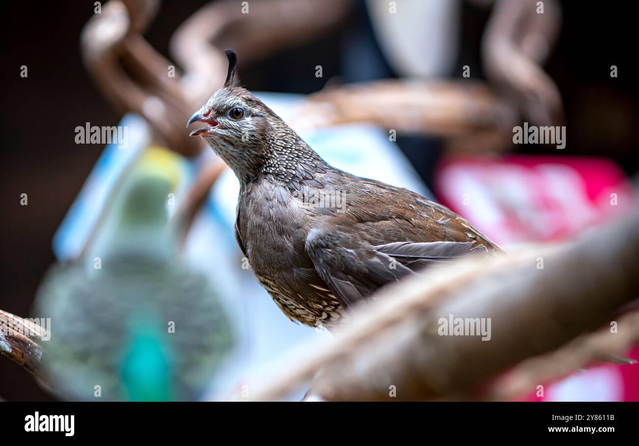 Quaglia della California (Callipepla californica). William L. Finley National Wildlife Refuge, Oregon Foto Stock