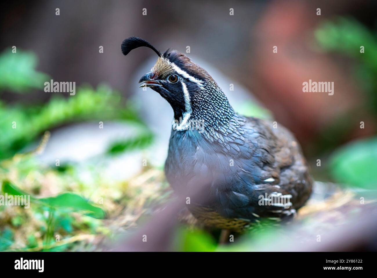Quaglia della California (Callipepla californica). William L. Finley National Wildlife Refuge, Oregon Foto Stock
