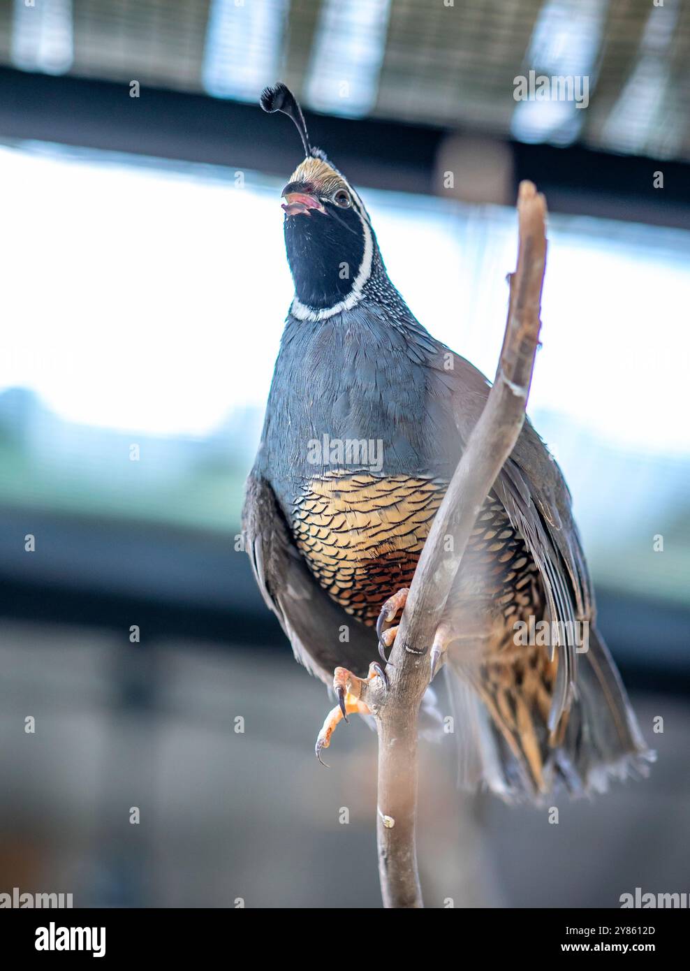 Quaglia della California (Callipepla californica). William L. Finley National Wildlife Refuge, Oregon Foto Stock