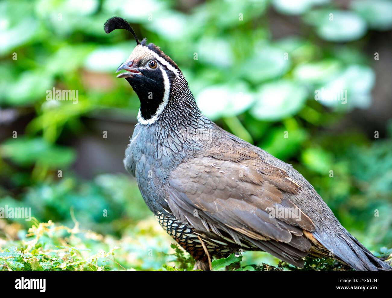 Quaglia della California (Callipepla californica). William L. Finley National Wildlife Refuge, Oregon Foto Stock