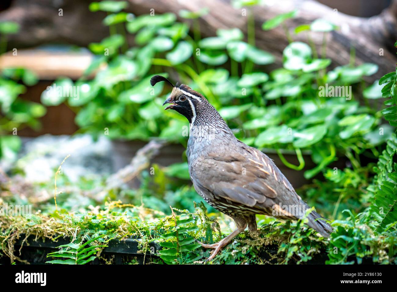 Quaglia della California (Callipepla californica). William L. Finley National Wildlife Refuge, Oregon Foto Stock