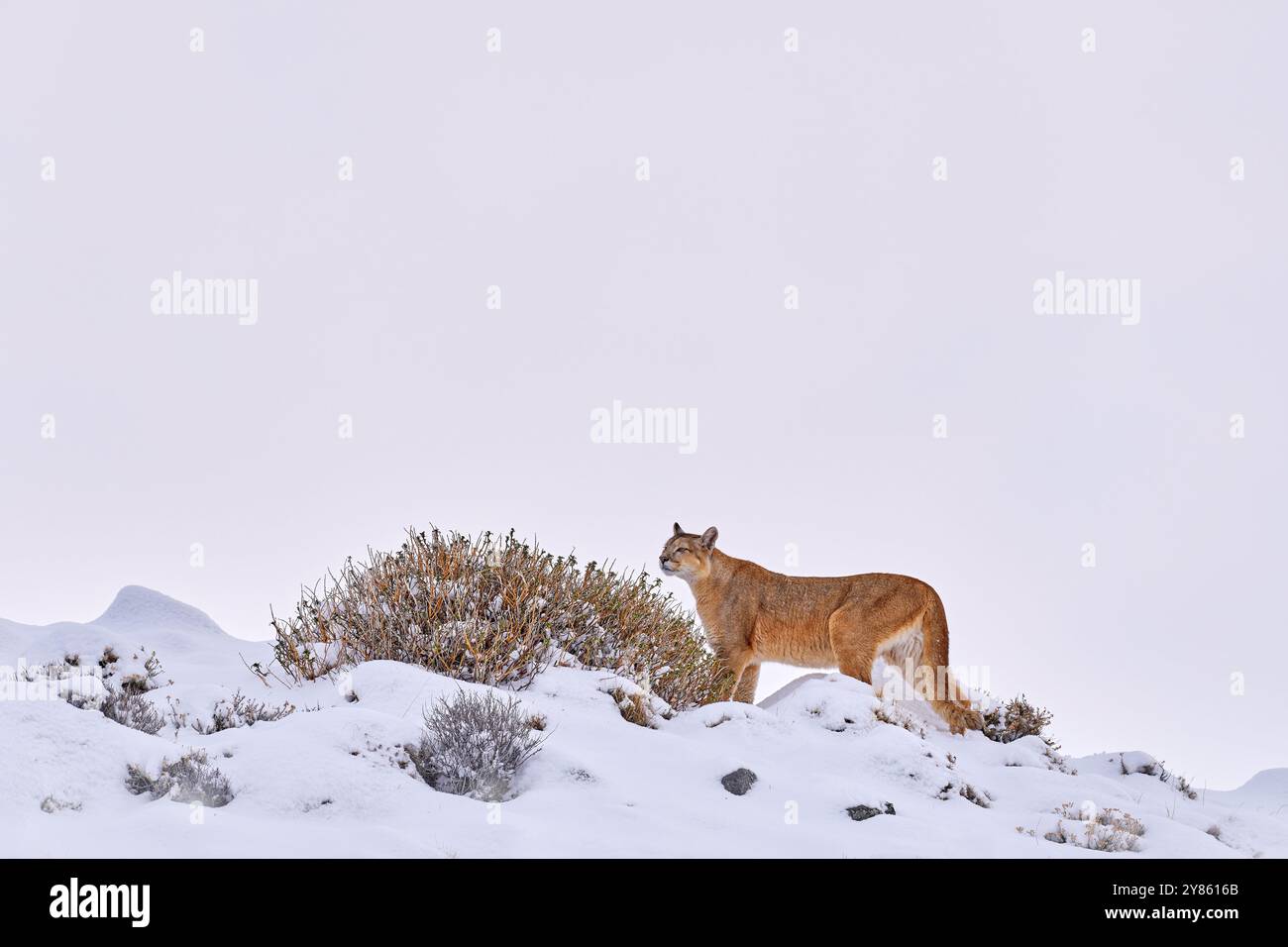 Trova il puma selvatico nell'habitat naturale. Leone di montagna nella natura inverno habitat roccioso di montagna, Torres del Paine NP in Cile. Natura selvaggia in P Foto Stock