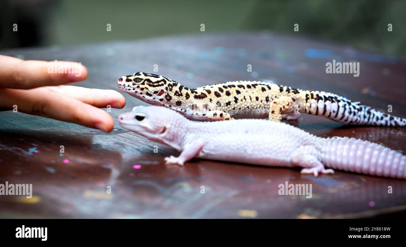 Leopard Gecko ( Eublepharis macularius ). Animali esotici nell'ambiente umano. Alimentazione rettile da insetti , tenendo e nutrendo un leopardo Foto Stock