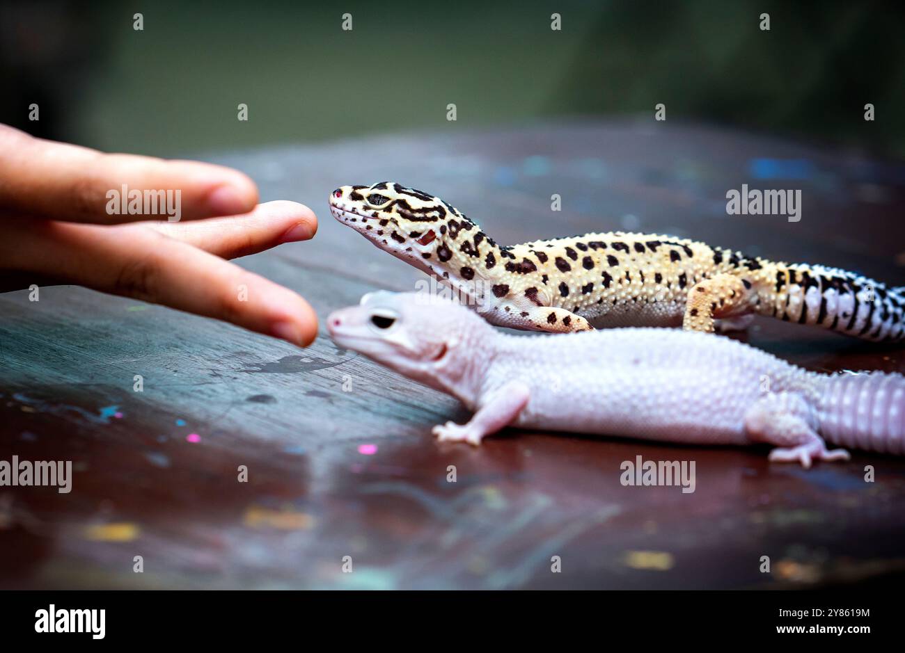 Leopard Gecko ( Eublepharis macularius ). Animali esotici nell'ambiente umano. Alimentazione rettile da insetti , tenendo e nutrendo un leopardo Foto Stock